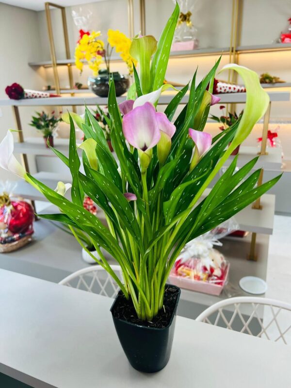 Callas