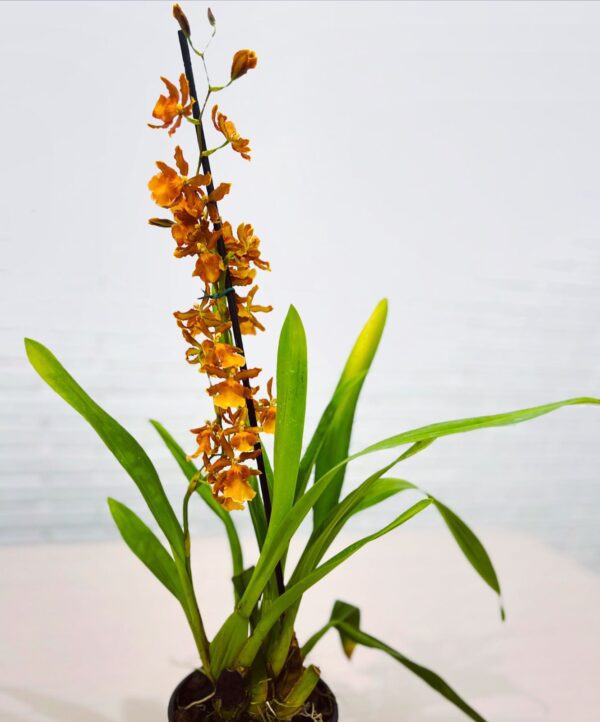 Orquídea Oncostele Catatante