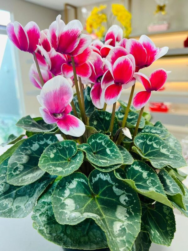 Cyclamen