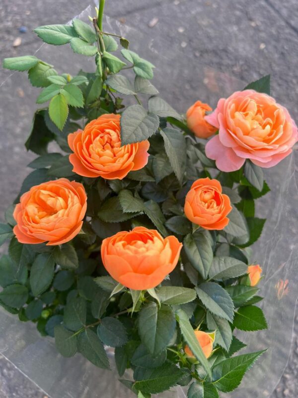 Roseiras (Cores Variadas)