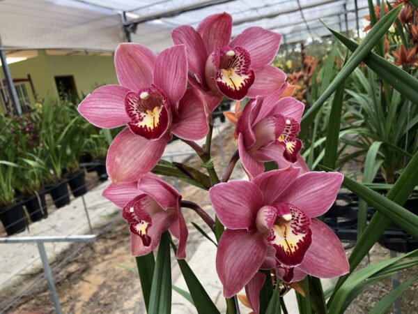 Orquídea Cymbidium