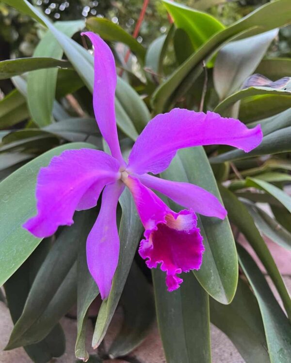 Orquídeas Cattleya